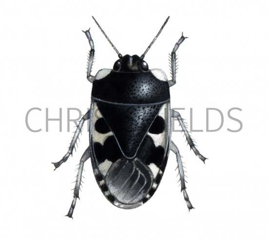 Illustration of Pied Shield bug (Sehiru bicolor) (#2108)