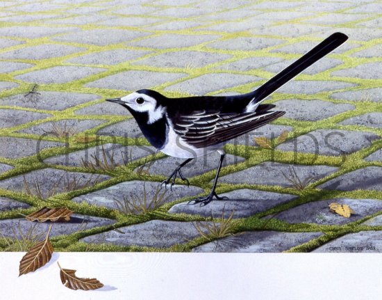Illustration of Pied Wagtail (Motacilla alba) (#1177)