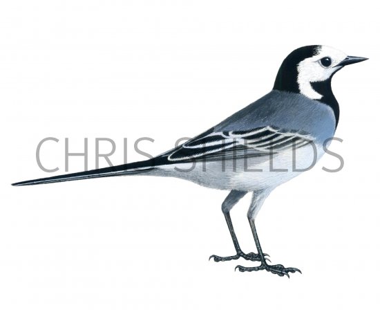 Illustration of Pied Wagtail female (Motacilla alba) (#1213)