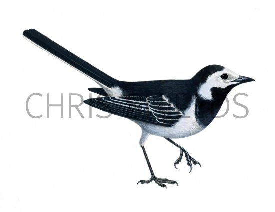 Illustration of Pied Wagtail female (Motacilla alba) (#1178)