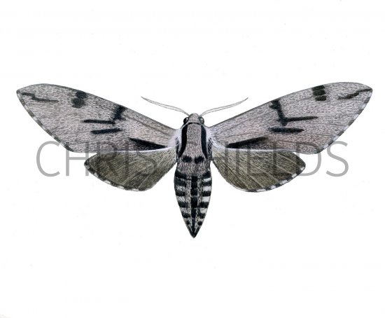 Illustration of Pine Hawkmoth (Hyloicus pinastri) (#2458)