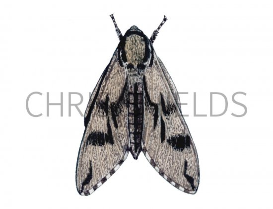 Illustration of Pine Hawkmoth (Hyloicus pinastri) (#2459)