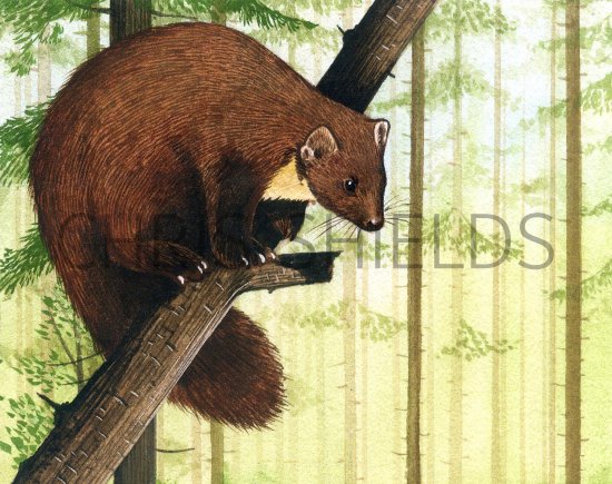 Illustration of Pine Marten (Martes martes) (#1504)