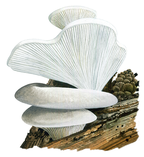 Illustration of Pleurocybella porrigens (Angel's Wings) (#4478)