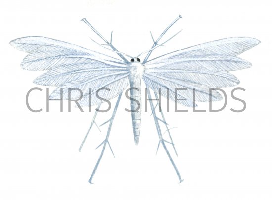 Illustration of Plume Moth (White) Pterophorus pentadactyle (#1254)