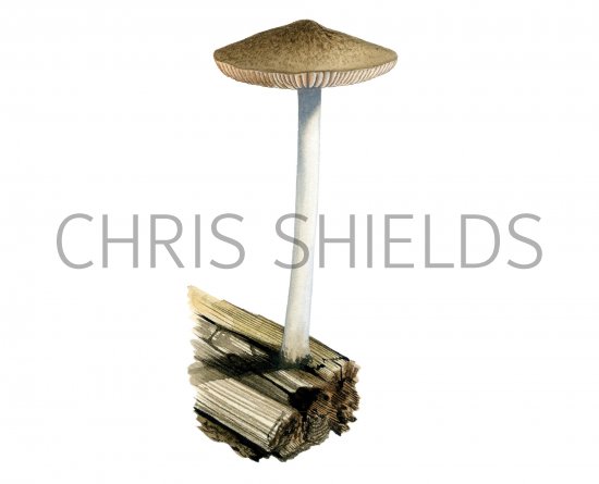 Illustration of Pluteus luctuosus (#3826)