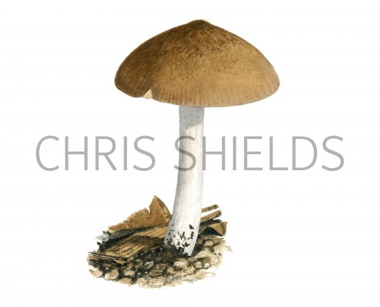 Illustration of Pluteus nanus (Dwarf Shield) (#3850)