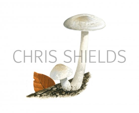 Illustration of Pluteus pellitus (Velvet Shield) (#3801)