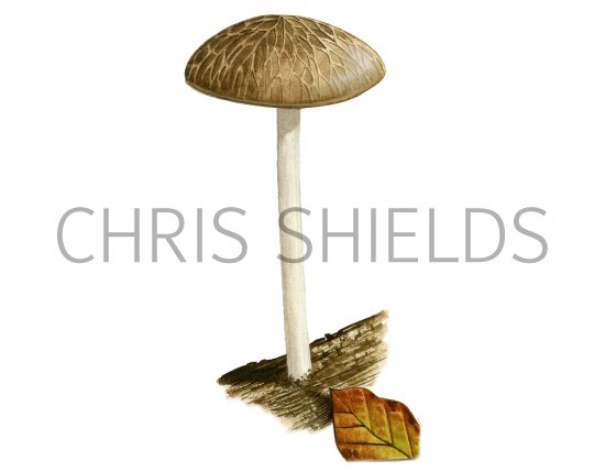 Illustration of Pluteus phlebophorus (#3819)
