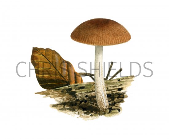 Illustration of Pluteus podospileus (#3851)