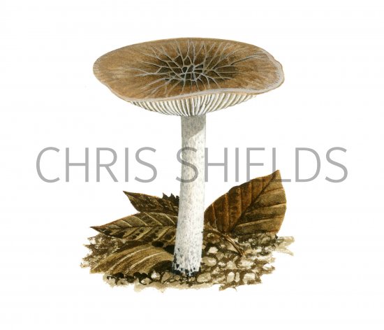 Illustration of Pluteus thomsonii (Veined Shield) (#3856)