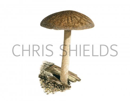 Illustration of Pluteus umbrosus (Velvet Shield) (#3811)