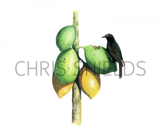 Illustration of Pohnpei Mountain Starling (Aplonis pelzelni) (#2212)