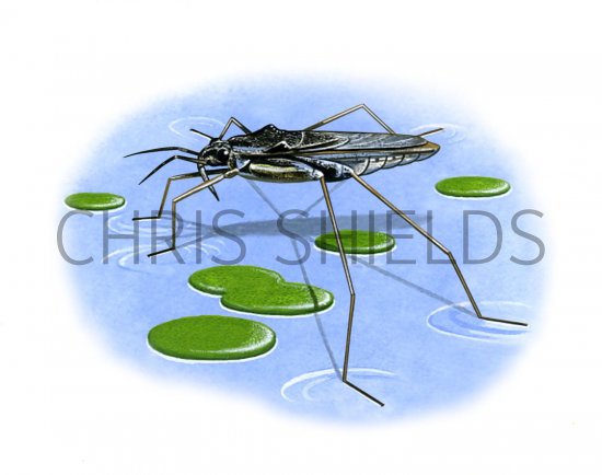 Illustration of Pond Skater (Gerris sp.) (#1701)