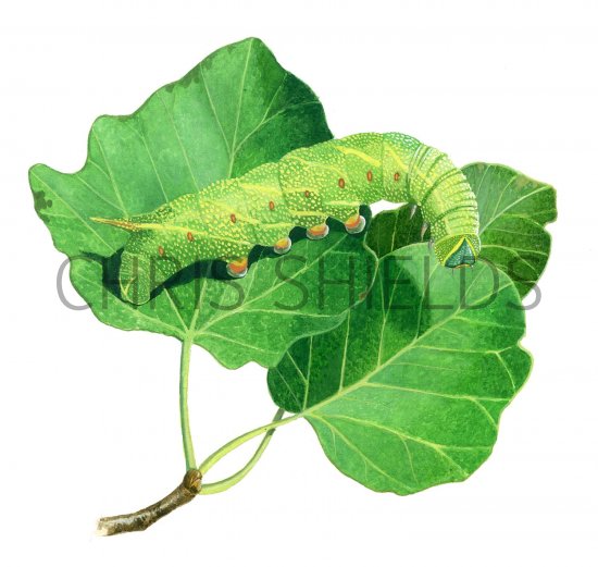 Illustration of Poplar Hawk Moth Caterpillar (Laothoe populi) (#2772)