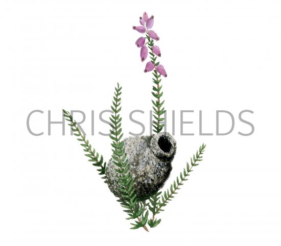 Illustration of Potter Wasp Pot (Eumenes coarctatus) (#3152)