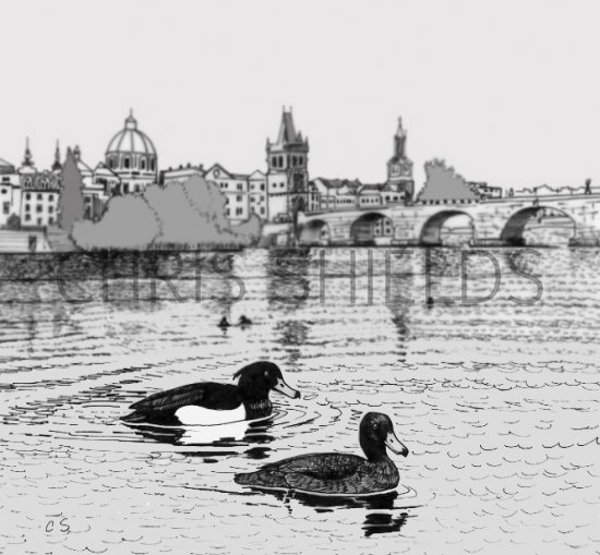 Illustration of Duck (Tufted) Aythya fuligula (#0460)