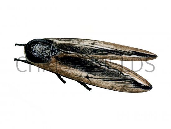 Illustration of Privet Hawk Moth (Sphinx ligustri) (#1434)