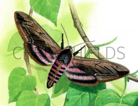 Illustration of Privet Hawh Moth (Sphinx ligustri) (#1496)