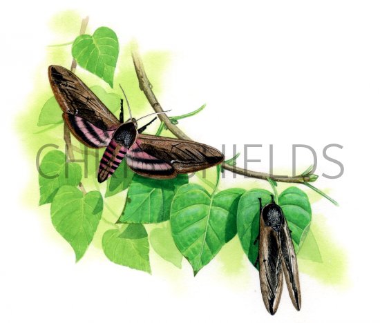 Illustration of Privet Hawk Moth (Sphinx ligustri) (#1685)