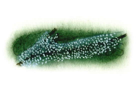 Illustration of Protoza - Bell Animals (Vorticella) (#1532)