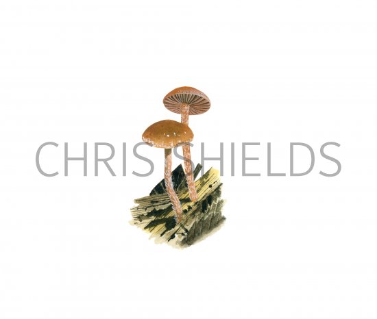Illustration of Psilocybe crobula (#4282)