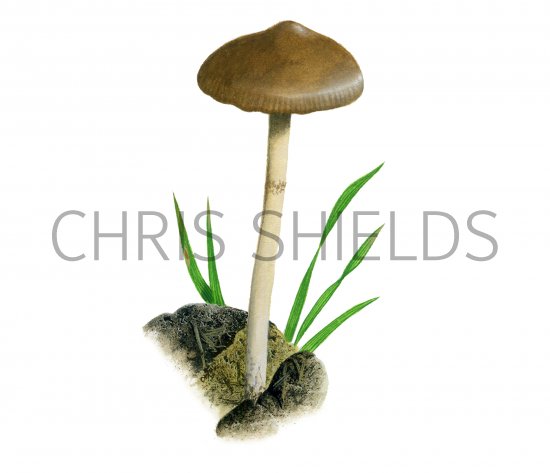 Illustration of Psilocybe fimetaria (#4255)