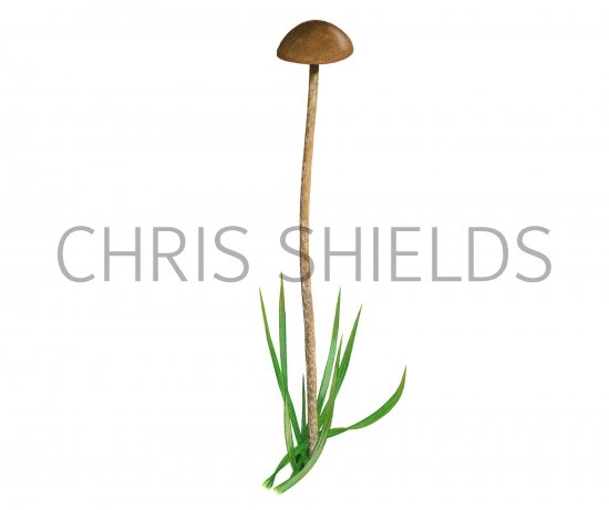 Illustration of Psilocybe pratensis (#4268)