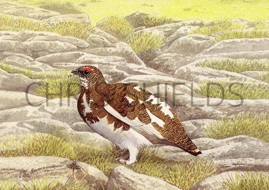 Illustration of Ptarmigan (Lagopus muta) (#3720)