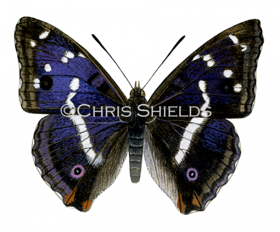 Illustration of Purple Emperor (Apatura iris) (#0322)