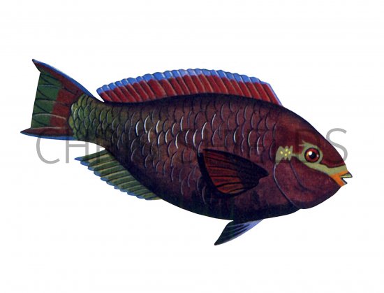 Illustration of Purple Parrotfish (#1010)