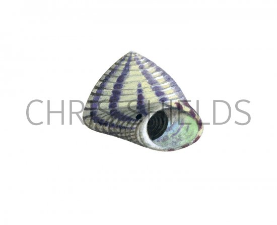 Illustration of Purple Topshell (Gibbula unbilicalis) (#1899)
