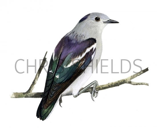 Illustration of Purple-backed Starling (male) Sturnia sturnina (#2224)