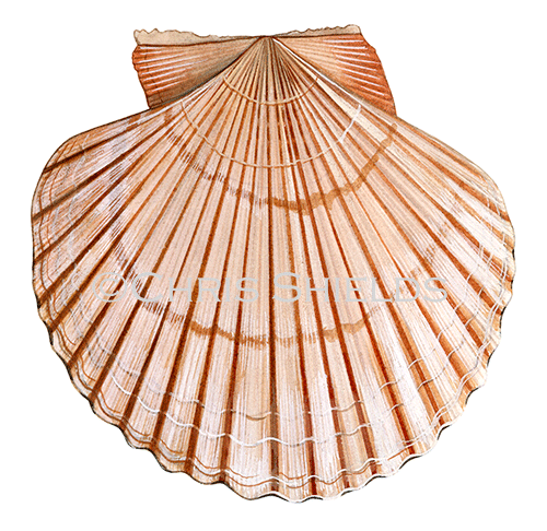 Illustration of Queen Scallop (Aequipecten opercularis) (#0811)