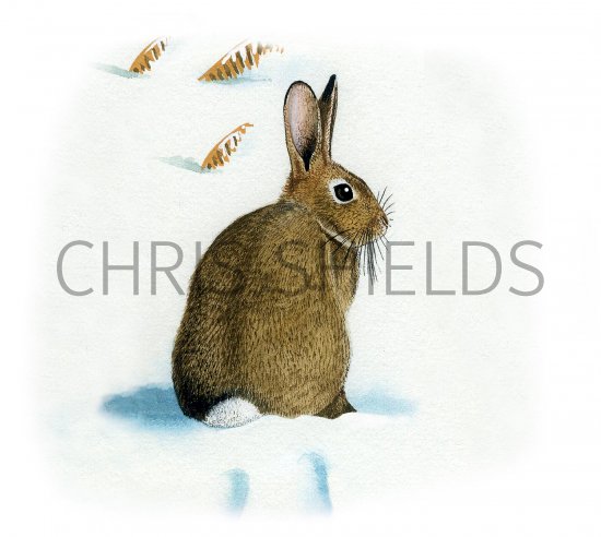 Illustration of Rabbit (Oryctolagus cuniculus) (#0554)