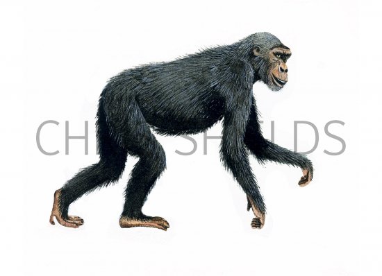 Illustration of Ramapithecus (#0654)