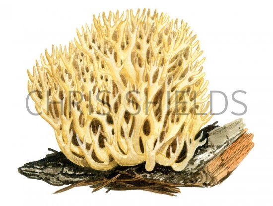 Illustration of Ramaria decurrens (Ochre Coral) (#1961)