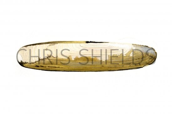 Illustration of Razor Shell (Pharus legumen) (#0785)