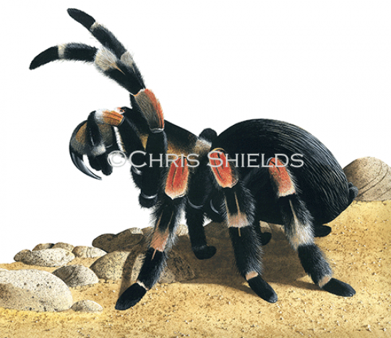 Illustration of Red-Kneed Tarantula (Brachypelma smithii) (#1142)