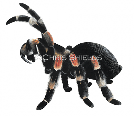 Illustration of Red-Kneed Tarantula (Brachypelma smithii) (#2750)
