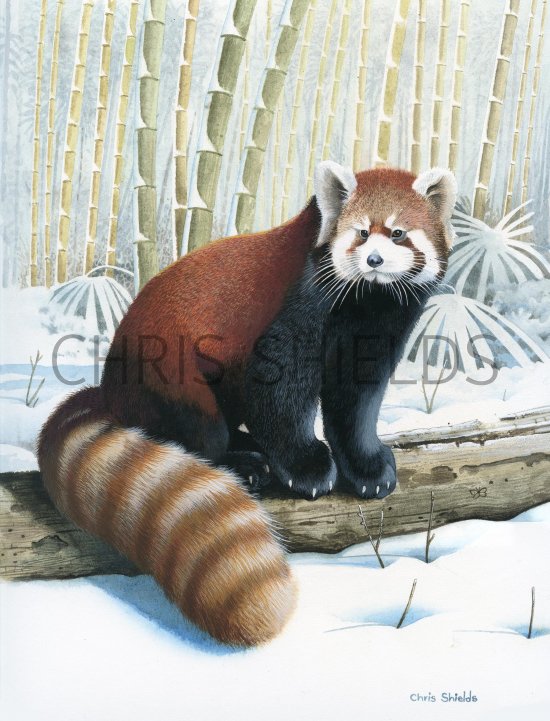 Illustration of Red Panda (Ailurus fulgens) (#3852)