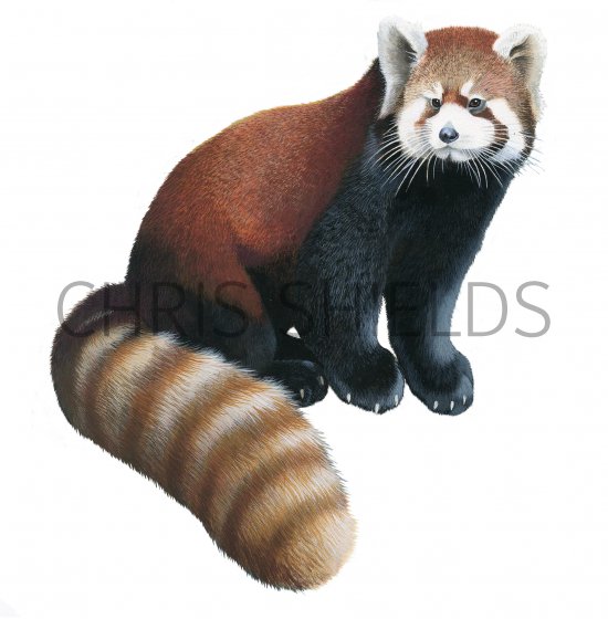 Illustration of Red Panda (Ailurus fulgens) (#4222)