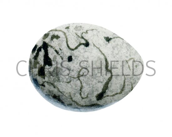Illustration of Reed Bunting egg (Emberiza schoeiclus) (#2430)