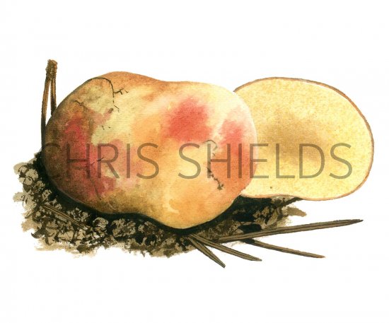 Illustration of Rhizopogon roseolus (#1995)