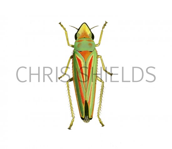 Illustration of Rhododendron leafhopper (Graphocephala fennahi) (#2057)