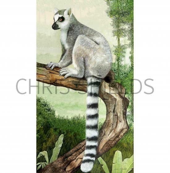 Illustration of Ring-tailed Lemur (Lemur catta) (#2357)