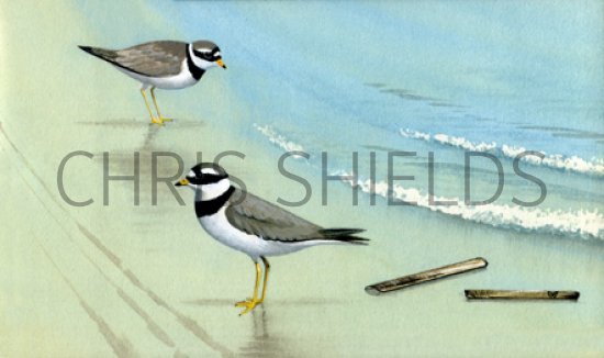 Illustration of Ringed Plover (Charadrius hiaticula) (#0429)