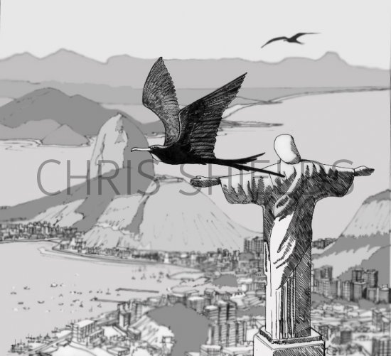 Illustration of Frigatebird (Fregata magnificens) (#0461)