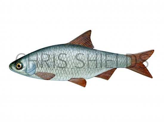 Illustration of Roach (Rutilus rutilus) (#2698)