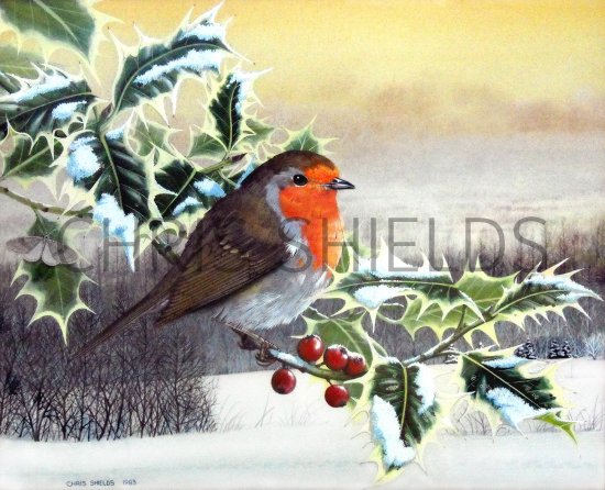 Illustration of Robin (Erithacus rubecula) (#0629)